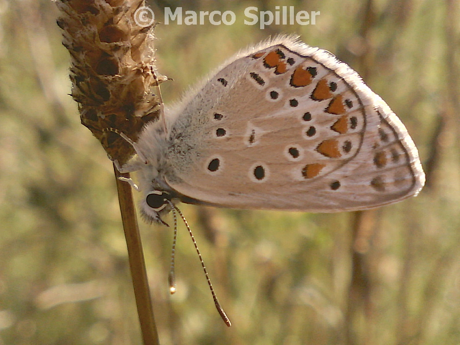 Polyommatus icarus